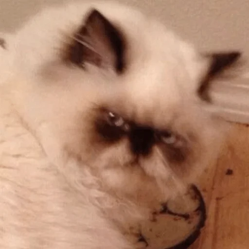 млекопитающее животное комнатный