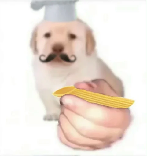 животное собака порода собак