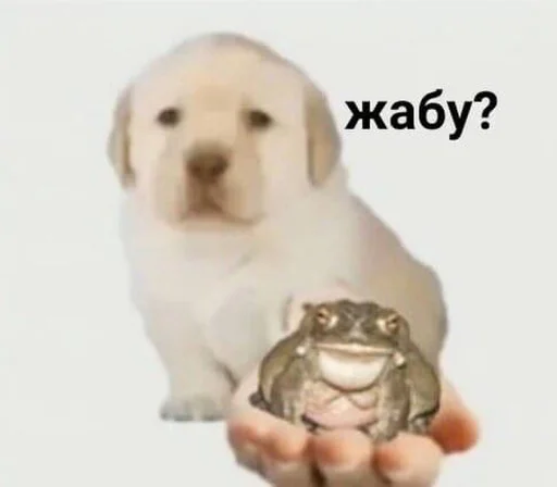 млекопитающее животное собака