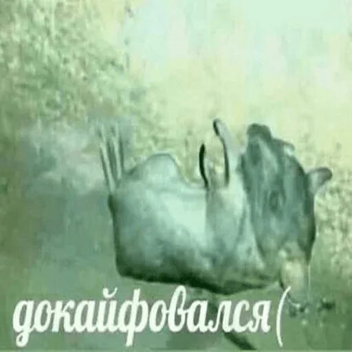 СМС животное млекопитающее