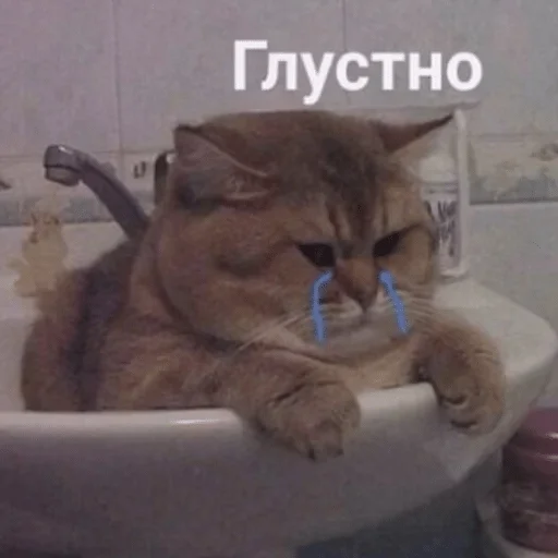 animal bathroom indoor