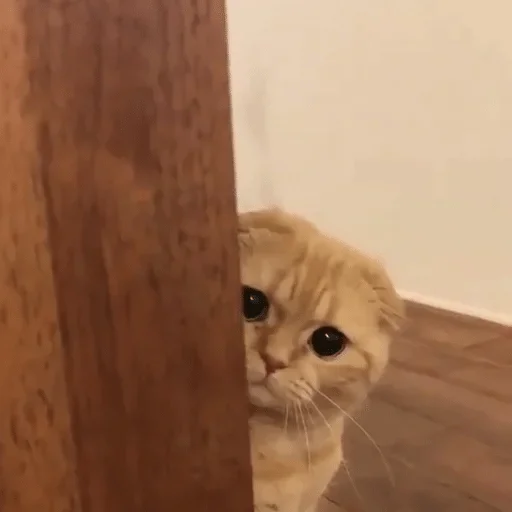 cat small to medium-sized cats domestic cat