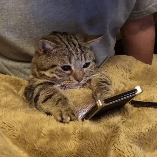 felidae small to medium-sized cats cat