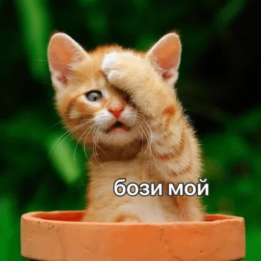 животное кошка млекопитающее