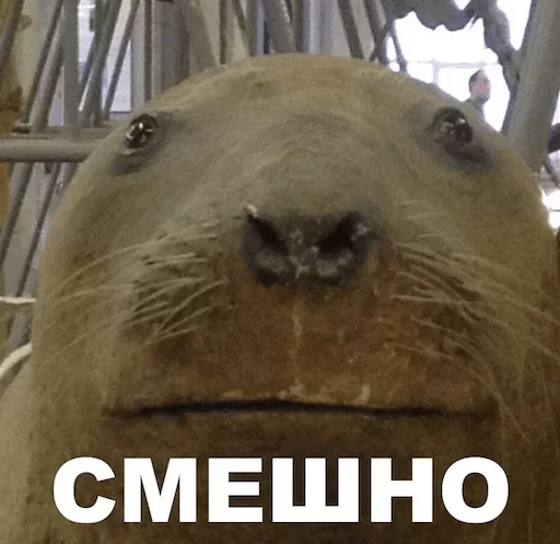 животное млекопитающее морские млекопитающие