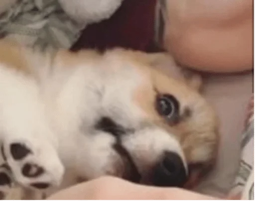 животное млекопитающее собака