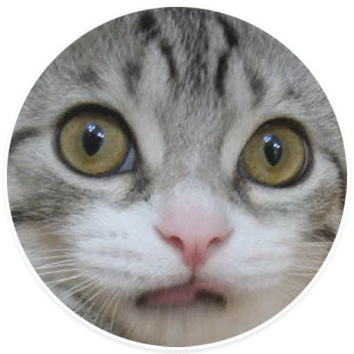 животное млекопитающее кошки малого и среднего размера