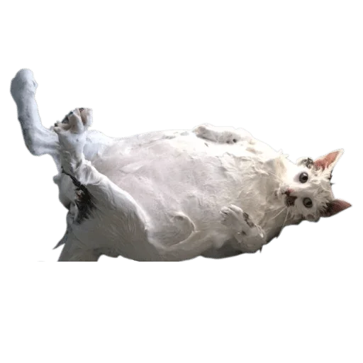 cat white animal