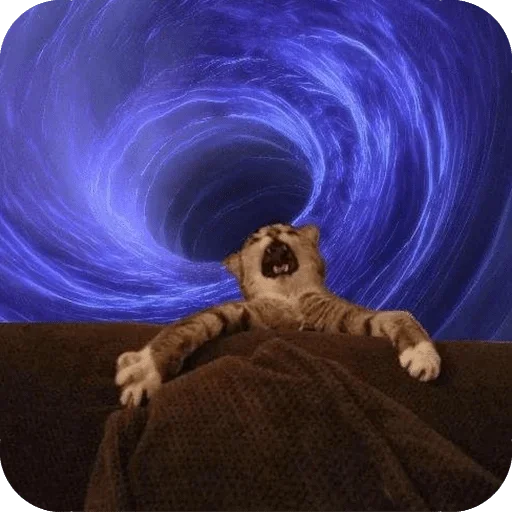 mammal indoor animal