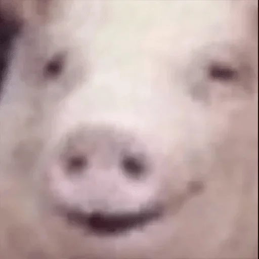 mammal animal swine