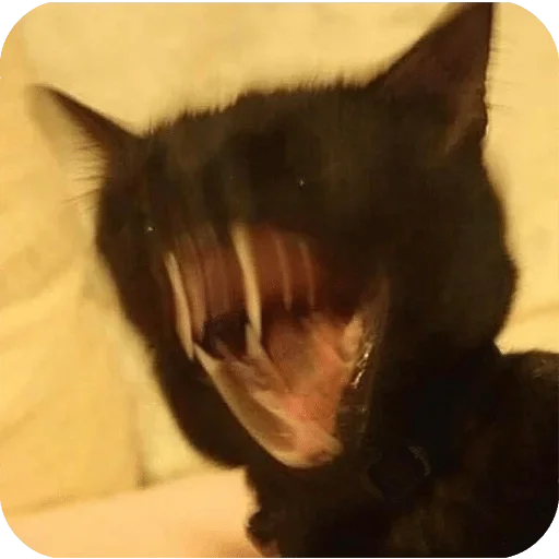 animal mammal indoor