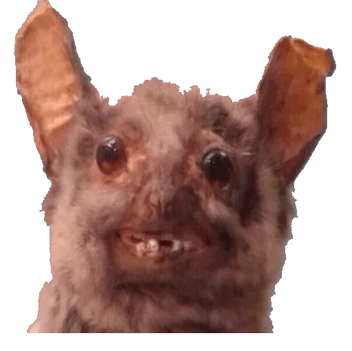 nas9I — @stckrRobot - animal