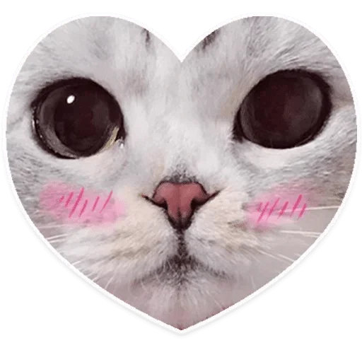 small to medium-sized cats felidae animal