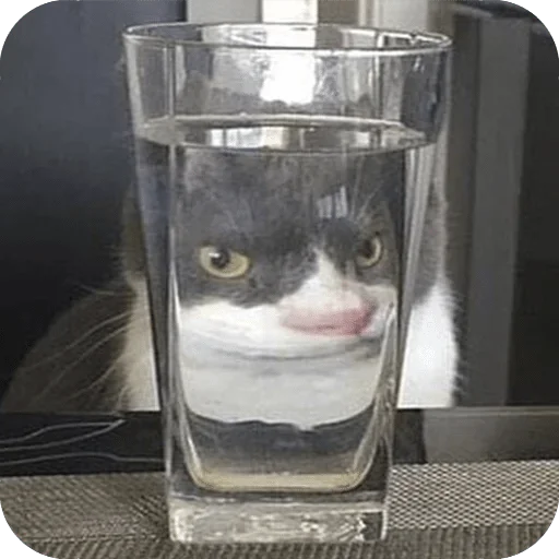 cat container glass
