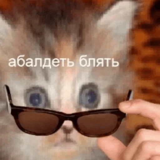 Очки кошка млекопитающее