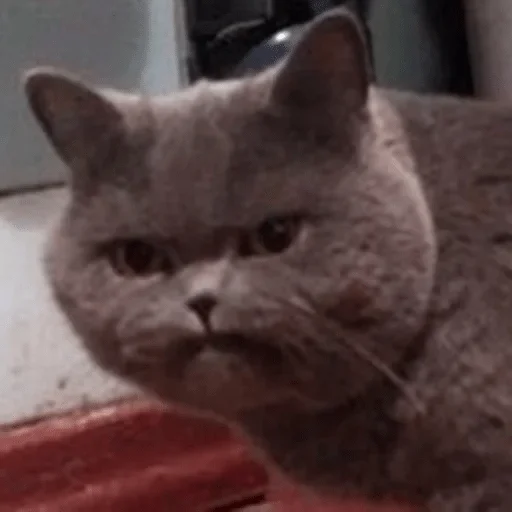 животное млекопитающее кошка