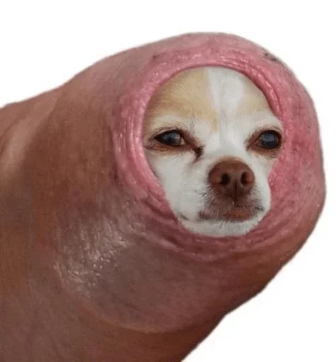 порода собак домашнее животное собака