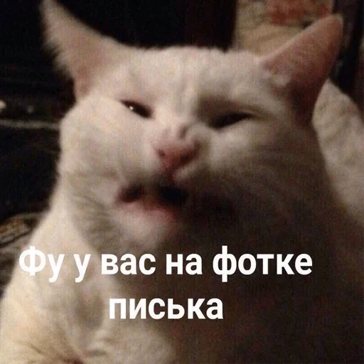 млекопитающее животное кошка