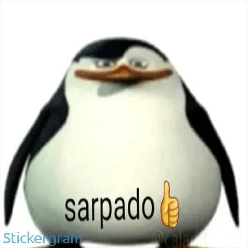 пингвин животное птица