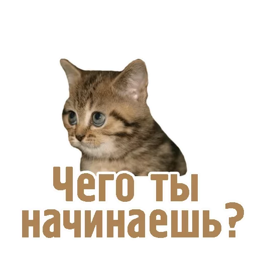 cat animal domestic cat