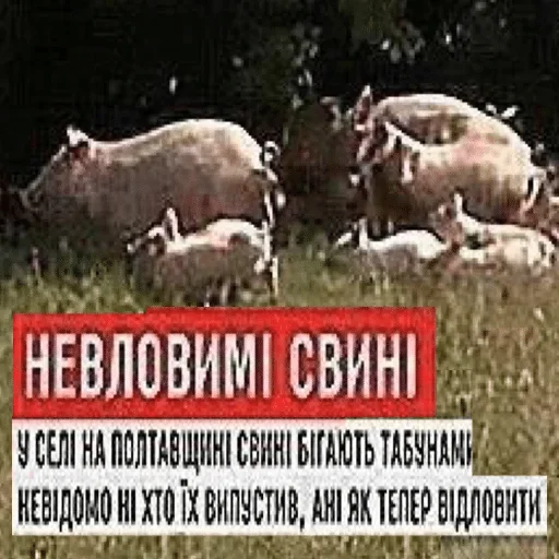 СМС млекопитающее животное