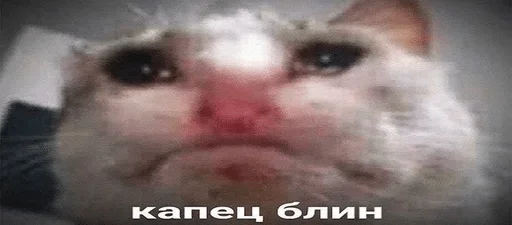 животное млекопитающее домашняя кошка