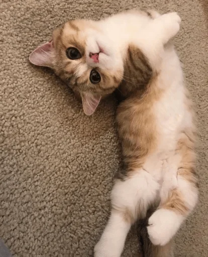 Стикер Kotec — @stckrRobot - 8