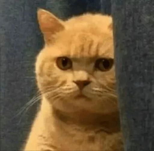 Стикер Kotec — @stckrRobot - 7