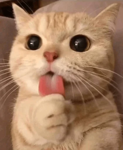 Стикер Kotec — @stckrRobot - 6