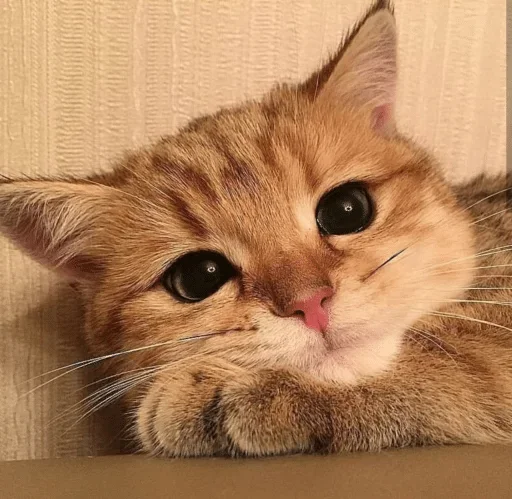 Стикер Kotec — @stckrRobot - 4