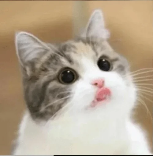 Стикер Kotec — @stckrRobot - 3