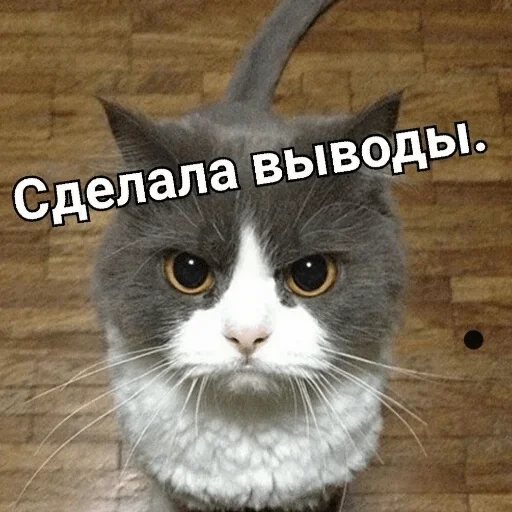 Стикер Kotec — @stckrRobot - 1