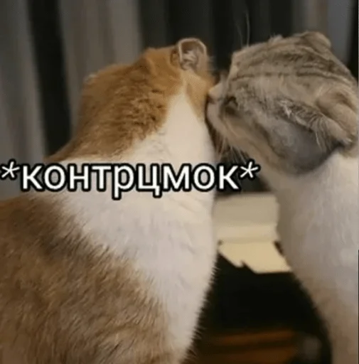 Стикер Kotec — @stckrRobot - 0