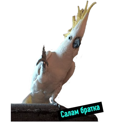 Sticker POPUG — @stckrRobot - 7