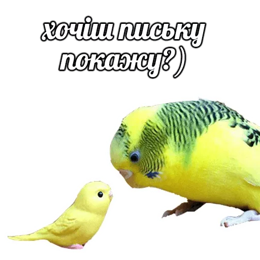 Sticker POPUG — @stckrRobot - 3