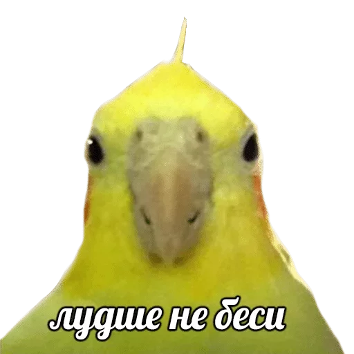 Sticker POPUG — @stckrRobot - 0