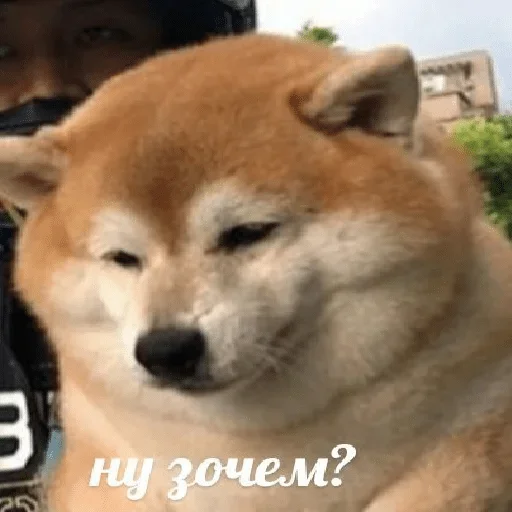 собака на открытом воздухе Человек