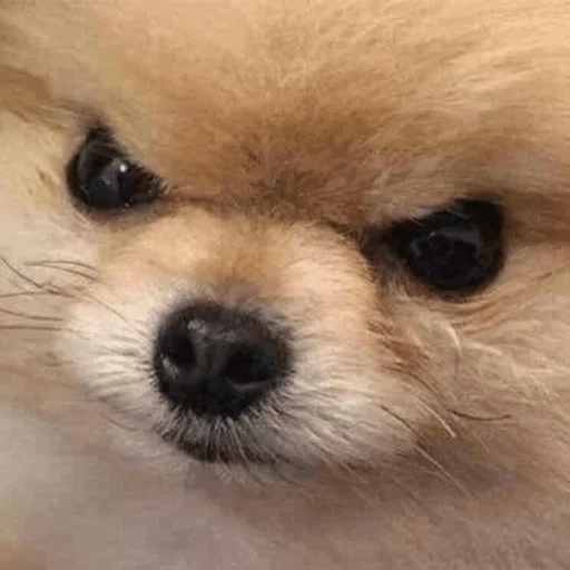 животное млекопитающее собака