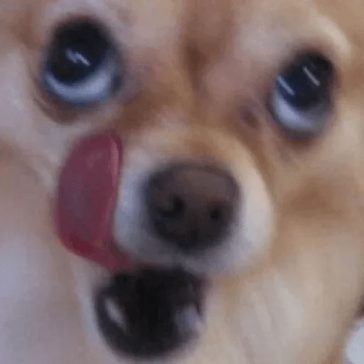 собака животное млекопитающее