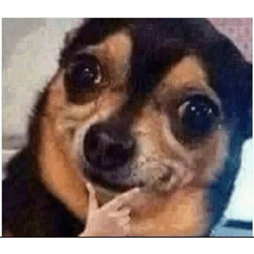 млекопитающее животное СМС