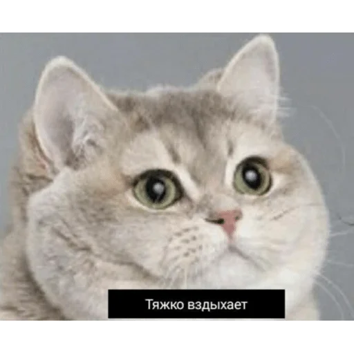 млекопитающее животное кошка