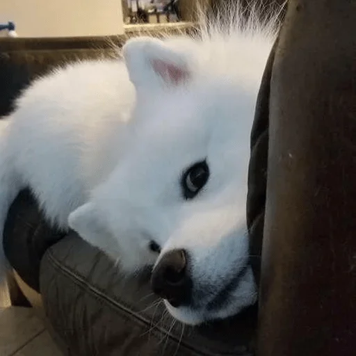 животное млекопитающее домашнее животное