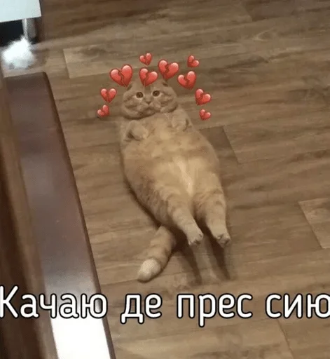 этаж кошачьи кошка