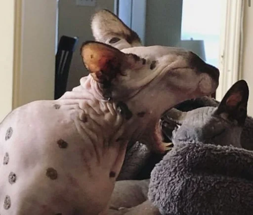 собака домашнее животное животное