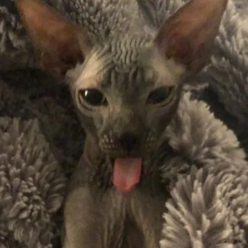 млекопитающее животное домашнее животное