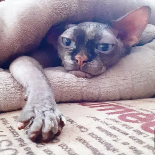 животное млекопитающее домашнее животное