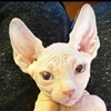 sphynx cat - mammal