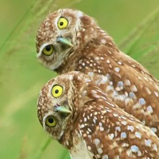 Sticker splushki - 1