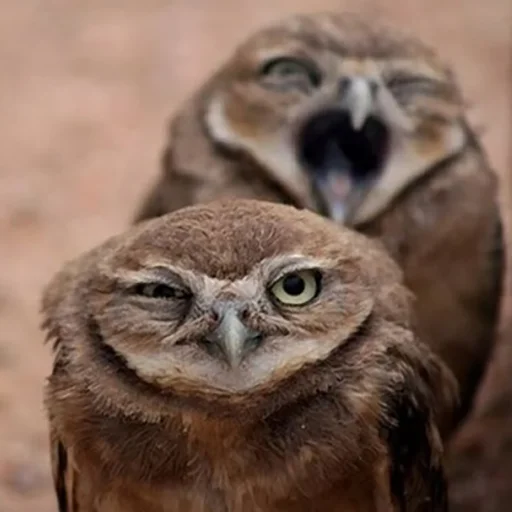 Sticker splushki - 1