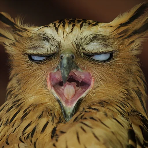 Sticker splushki - 1